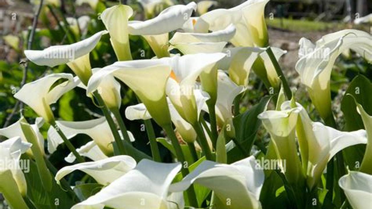 Rahasia Pemangkasan Bunga Lily Arum: Mekar Lebat dan Tahan Lama