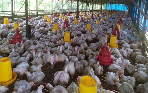 Teknologi dan Inovasi di Bidang Peternakan Ayam