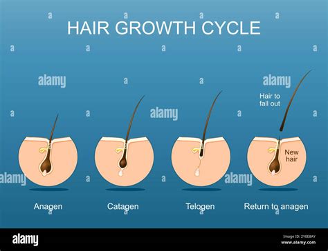 Telogen Hair Growth Stage