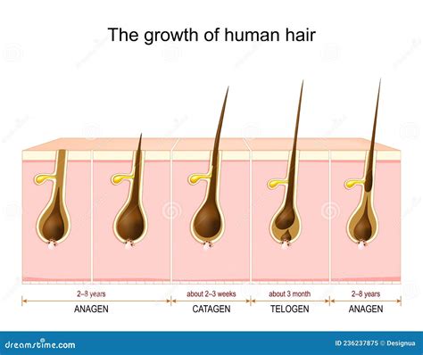 Telogen phase