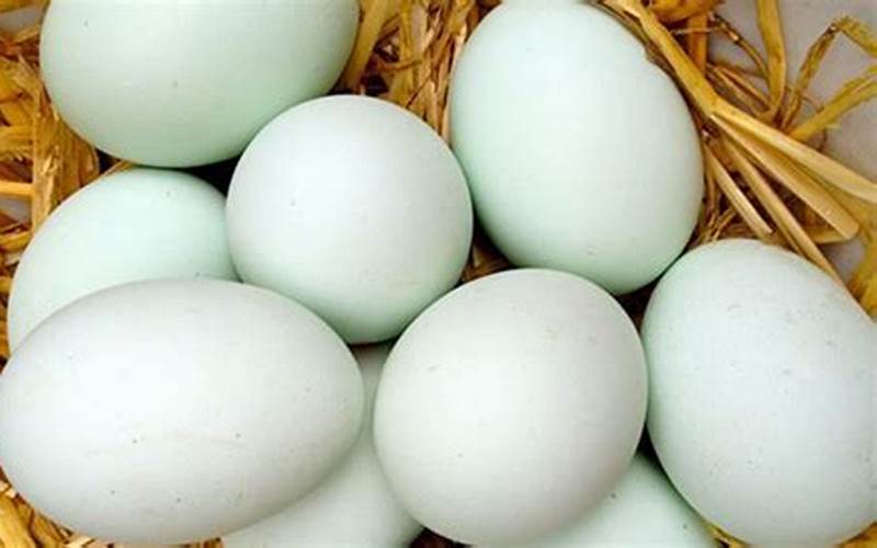 Telur Bebek