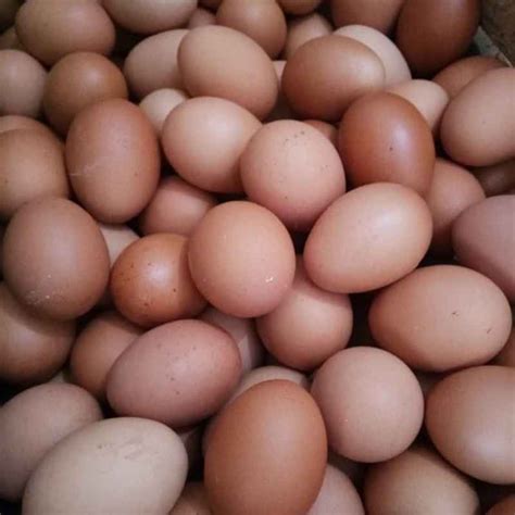 Telur Ayam Halal Dimakan