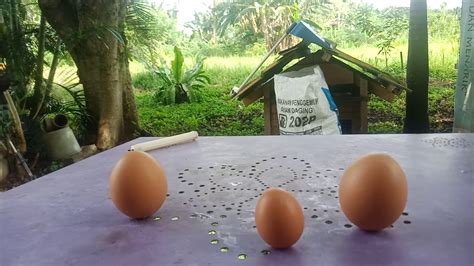 Telur Ayam Satu Ekor Kecil