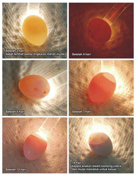 Telur