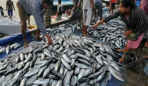 Tempat Pelelangan Ikan Ramai di Musim di Indonesia