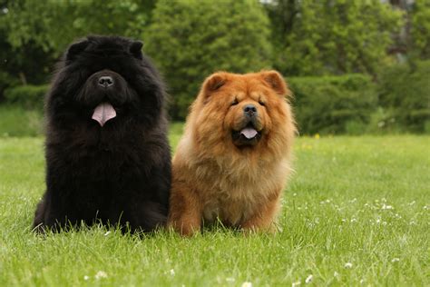 Temperamento Do Chow Chow: Understanding Your Dog's Personality