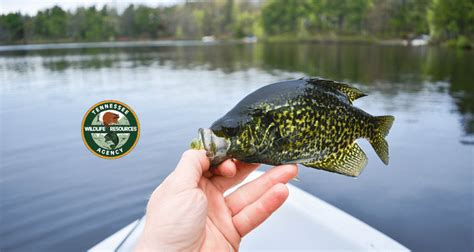 Tennessee Fishing License Costs