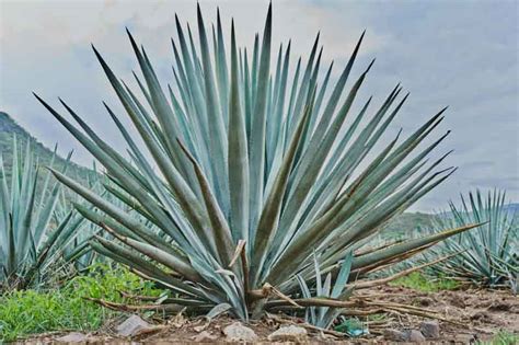 Tequila Agave Plant