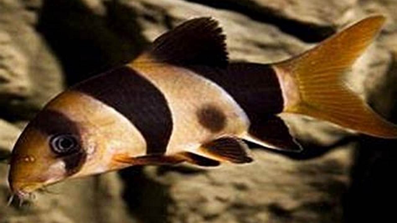 Terancam Punah, Ikan Hias