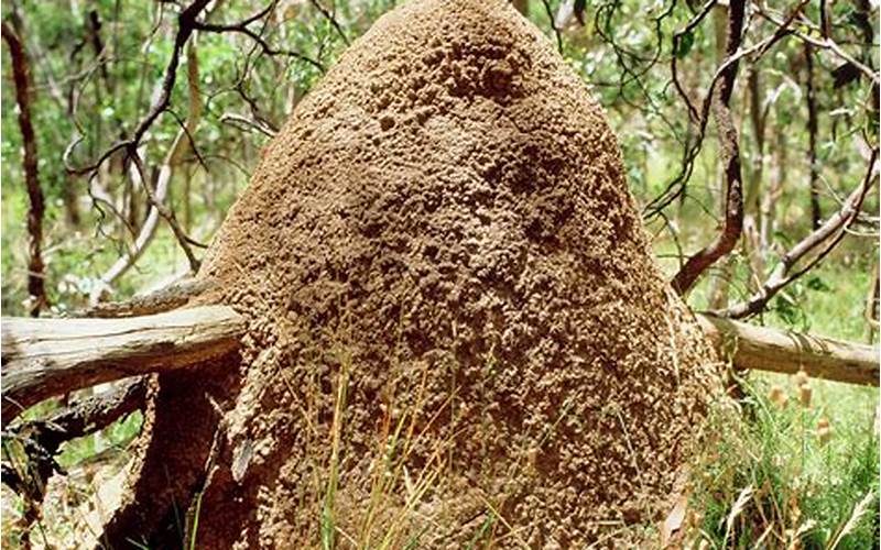 Termite Nests