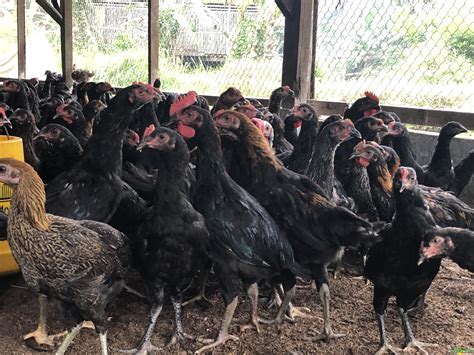 Ternak Ayam Penyebab Ayam Mati Mendadak yang Umum Terjadi