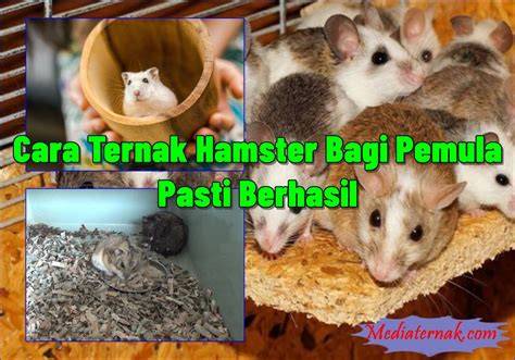 Ternak