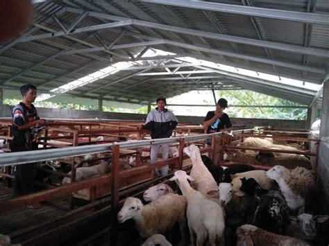 Ternak kambing di Jepang
