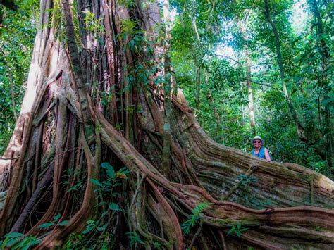 Terraba Siepe Mangrove: Your Complete Planning Guide