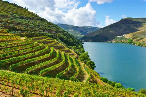 Terraced Vineyards Douro Valley