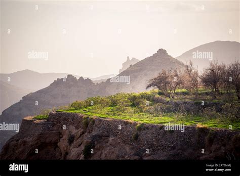 Terraced farms Jebel Akhdar