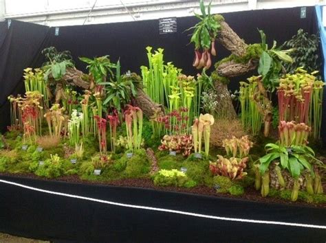 Terrarium Carnivorous Plants
