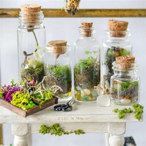 Terrarium