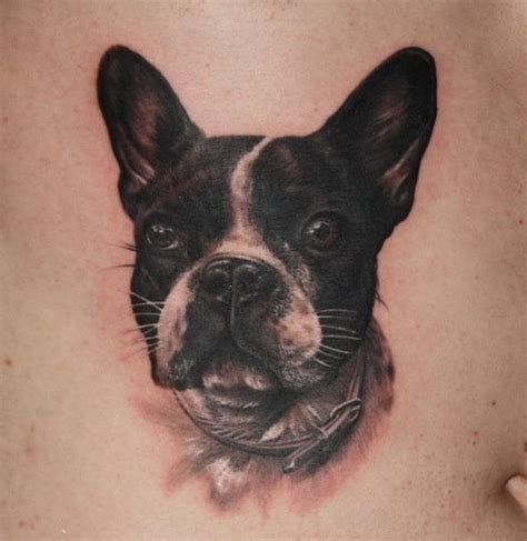 Everything we respect about the Amusing Boston Terrier