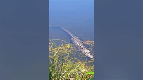 Terrifying Video: Gator Stalks Fisherman from Tree Limb
