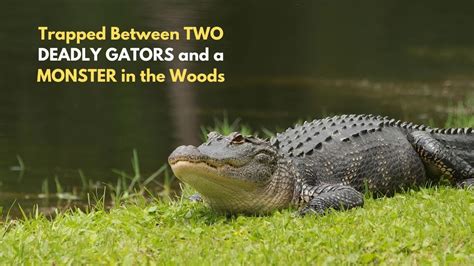 Terrifying Video: Gator Stalks Reporter from Tree Limb