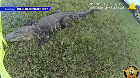Terrifying Video Gator Stalks Police Officer from Tree Limb