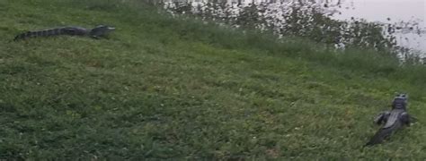 Terrifying Video Gator Stalks Reporter from Tree Limb