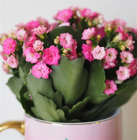 Tesco Potted Flowers