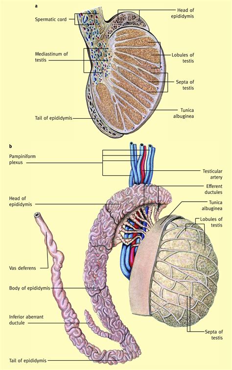 Male testis anatomy, illustration License, download or