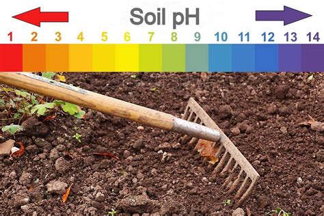 Testing Your Soil pH