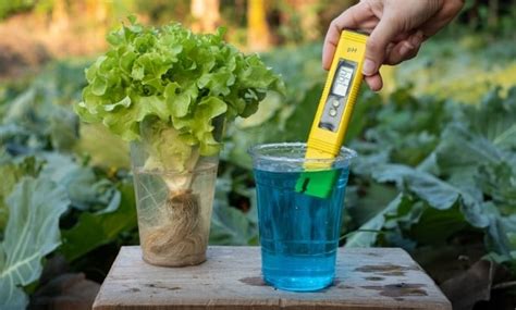 Kesalahan #1: Mengabaikan Keseimbangan pH Air Nutrisi