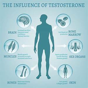 Testosterone - The Sex Hormone