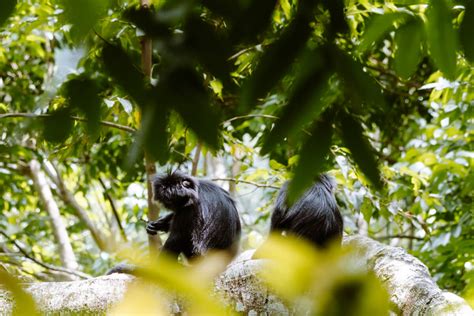 Tetebatu Monkey Forest