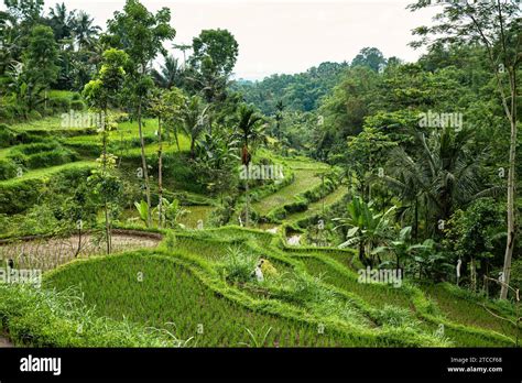 Tetebatu Rice Fields