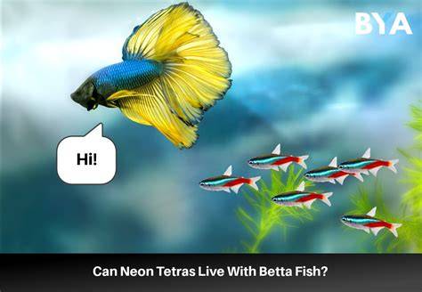 Tetra Fish With Betta