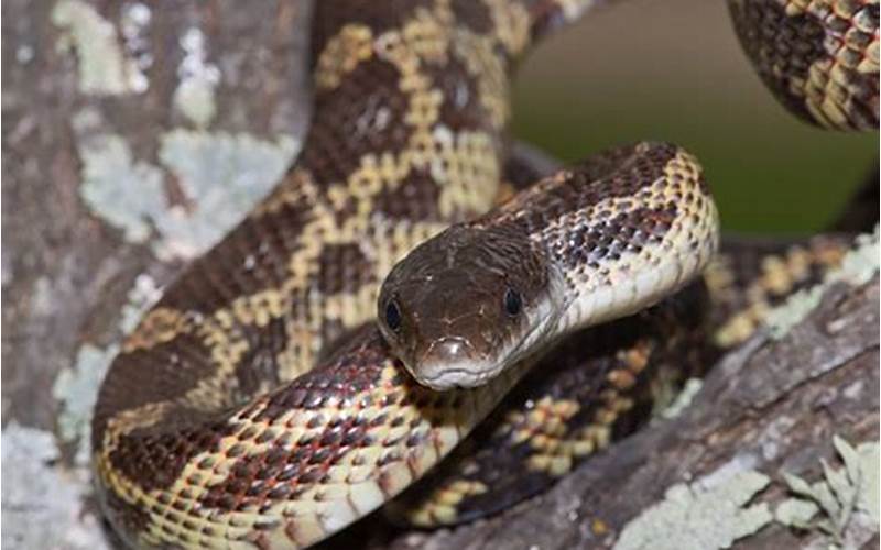 Texas Rat Snake Conservation