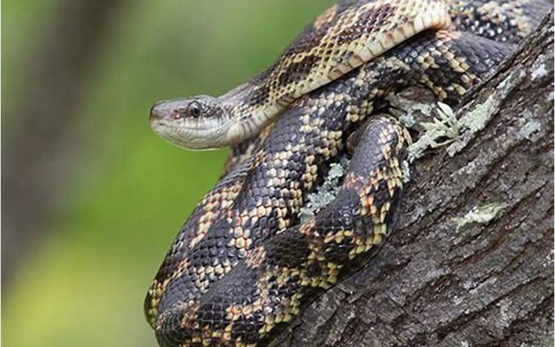 Texas Rat Snake Habitat