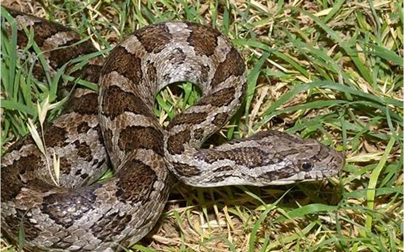 Texas Rat Snake Reproduction