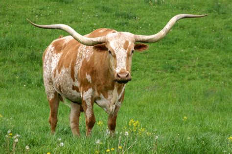 Texas Longhorn Image