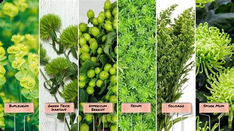 Textured & Green Fillers