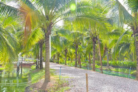 Thai Coconut Farm