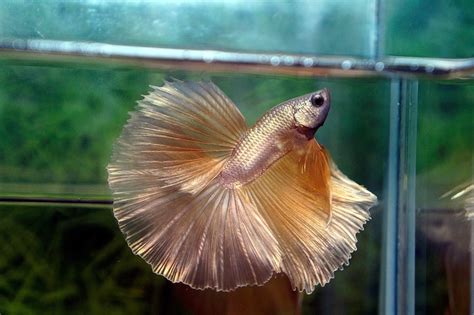 Thailand Betta Fish