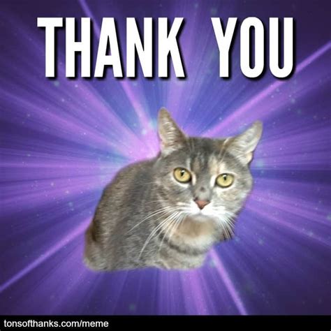 Thank U Cat Meme