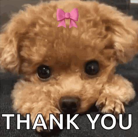 Thank You Meme Puppy