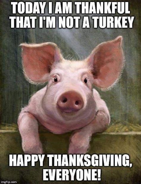 Thanksgiving Meme Pig