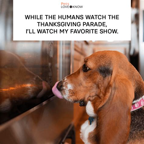 Thanksgiving Pet Meme
