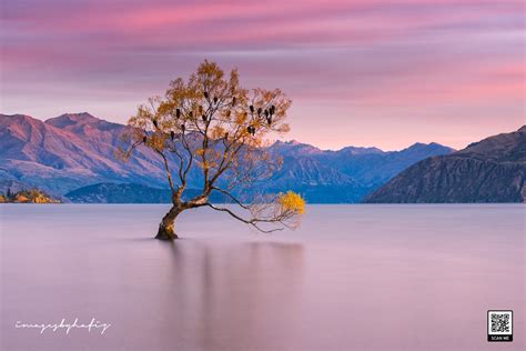 That Wanaka Tree