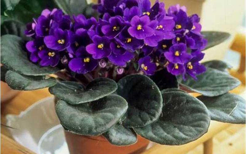 The African Violet: A Burst Of Color For Any Home