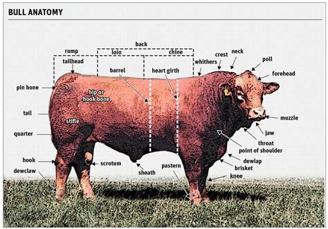 The Anatomy of a Bull