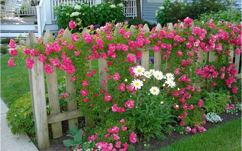 The Beauty And Benefits Of Privacy Fence Roses Bush